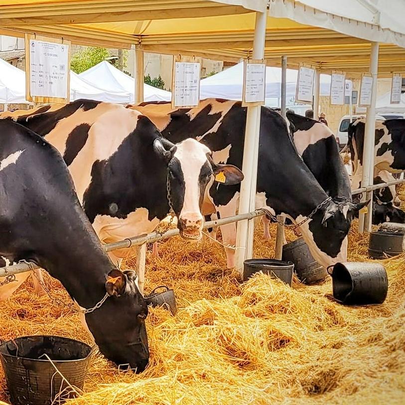 Fira de ses Vaques | Concurs morfològic, mercat de llet i minimuu